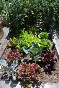 In one bed we have a mix of lettuces and some random kale and cabbage left over from the spring garden.
