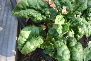 This is some Bloomsdale spinach left over from the spring garden.