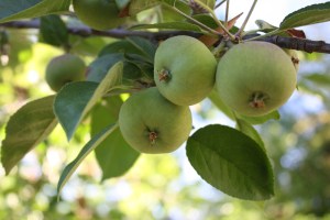 The babiest of baby apples are starting to appear.