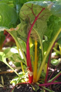 This is rainbow chard left over from the spring garden. Since it never really got that cold we have a ton of plants leftover from spring- kale, spinach, and onions among other stuff.