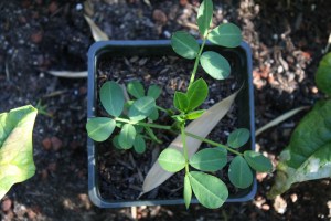 This is a baby peanut plant that my biology teacher started from farmers market peanuts. I've never grown peanuts at all so I'm trying it out. I can't wait to see how it goes.