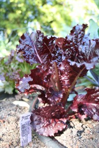 Here's one of the lettuce varieties.