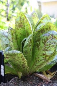 Here's another lettuce variety.