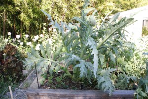 The artichokes have gotten quite huge.