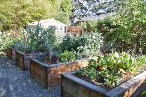 These are a few of our raised beds.