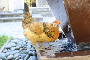 Peach is drinking from the fountain. She lays the light green eggs.