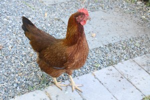 Bubbles lays the dark chocolate brown eggs.