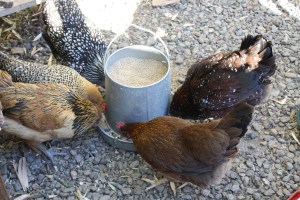 The hens are eating their grain.