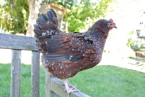 Mandy likes perching on the bench.