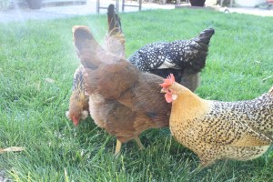The hens forage through the grass.