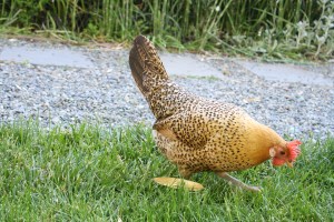 Misty is enjoying some yummy grass. She lays little cream-colored eggs.
