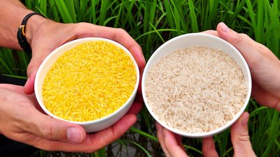 A side-by-side comparison of golden rice and a more typical rice variety.